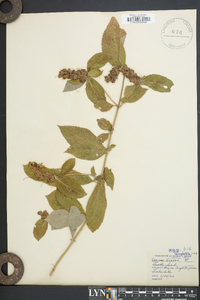 Chelone glabra var. elatior image