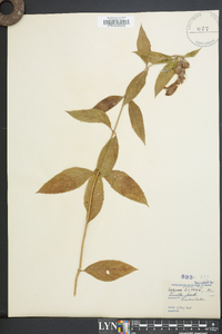 Chelone glabra var. elatior image