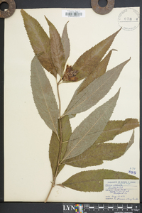 Chelone glabra var. elatior image