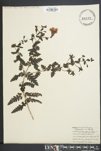 Aureolaria pedicularia image