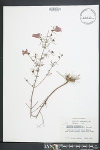 Agalinis purpurea image