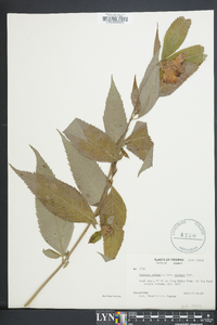 Chelone glabra var. elatior image