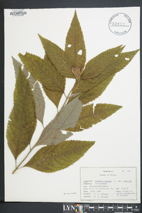 Chelone glabra var. elatior image