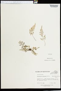 Asplenium montanum image