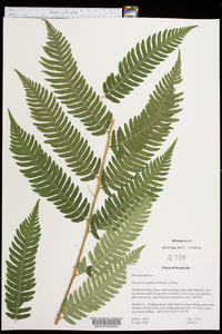 Dryopteris goldieana image