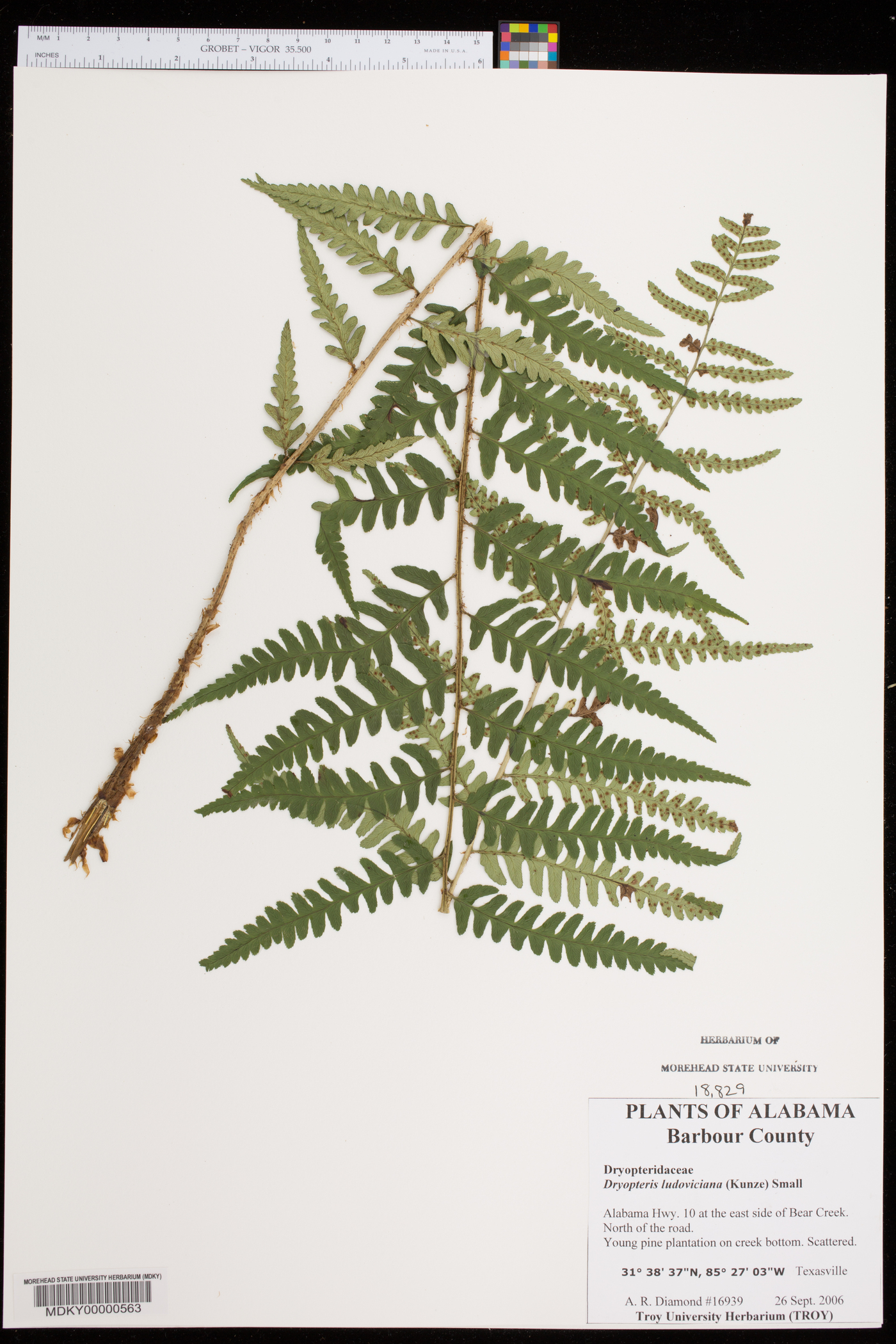 Dryopteris ludoviciana image