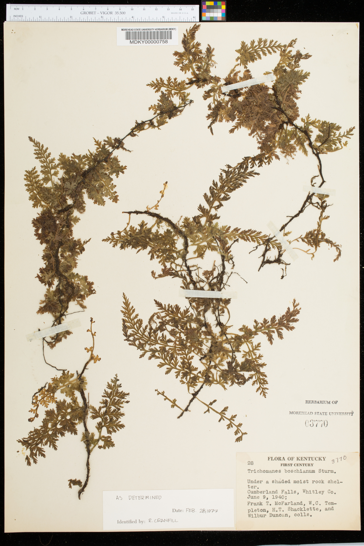 Vandenboschia boschiana image