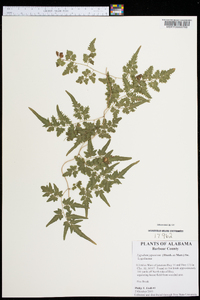 Lygodium japonicum image