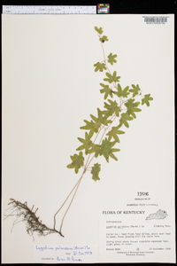 Lygodium palmatum image