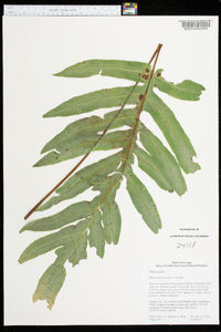 Phlebodium aureum image