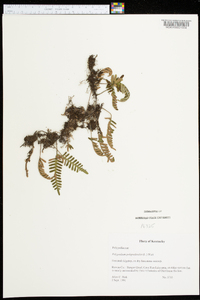 Polypodium polypodioides image