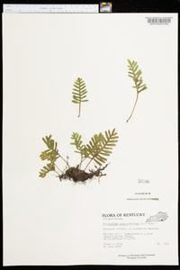 Polypodium polypodioides image