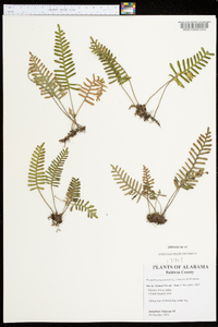 Polypodium polypodioides image