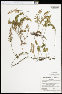 Polypodium polypodioides image