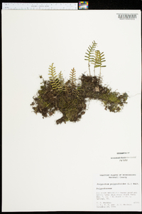 Polypodium polypodioides image