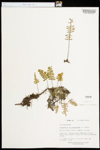Polypodium polypodioides image