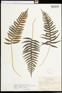 Polypodium appalachianum image