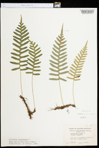 Polypodium vulgare image