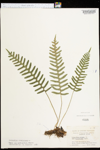 Polypodium vulgare image