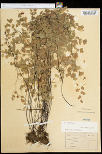 Adiantum capillus-veneris image