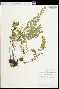 Adiantum capillus-veneris image