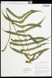 Thelypteris kunthii image