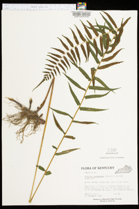 Athyrium pycnocarpon image