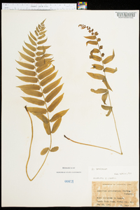 Athyrium pycnocarpon image