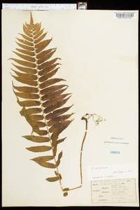 Athyrium pycnocarpon image