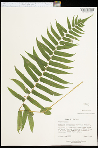 Athyrium pycnocarpon image