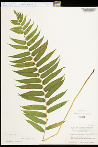 Athyrium pycnocarpon image