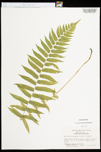 Athyrium pycnocarpon image