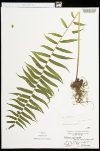 Athyrium pycnocarpon image