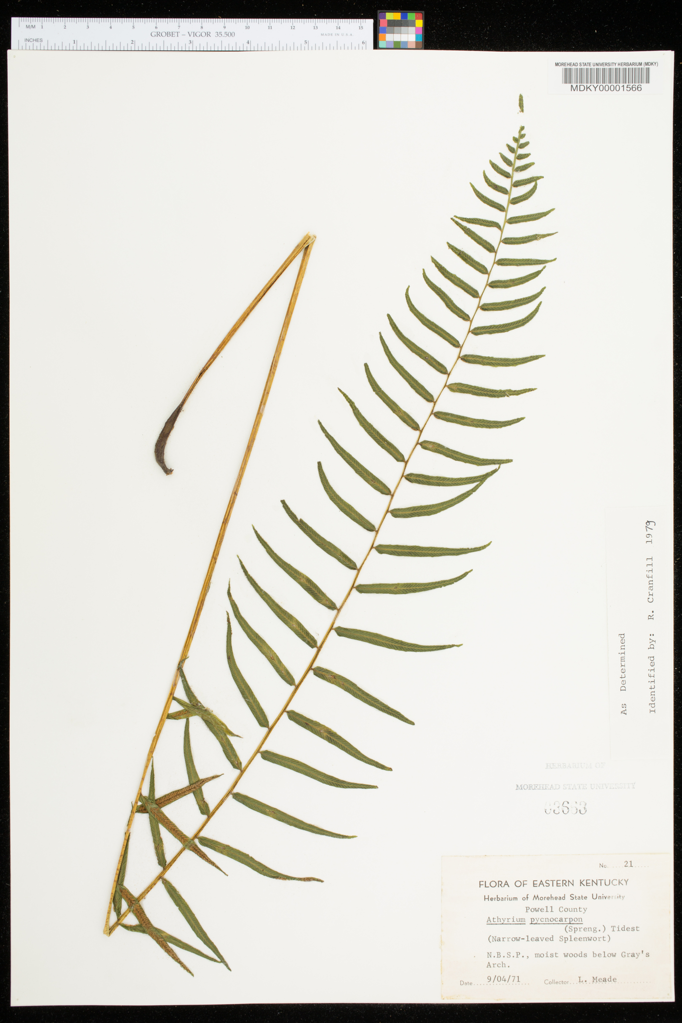 Athyrium pycnocarpon image