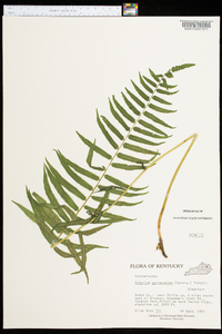 Athyrium pycnocarpon image