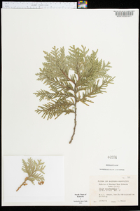 Thuja occidentalis image