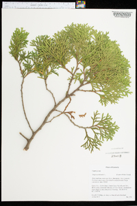 Thuja occidentalis image