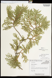 Thuja occidentalis image