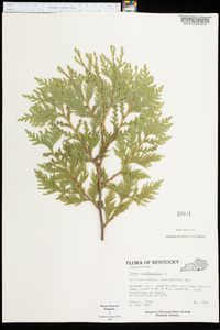 Thuja occidentalis image