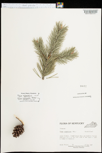 Pinus sylvestris image