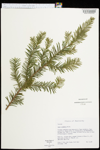 Taxus canadensis image