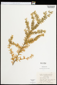 Taxus canadensis image