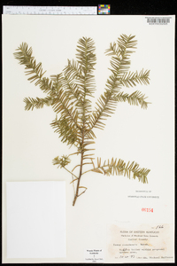 Taxus canadensis image