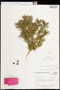 Taxus cuspidata image