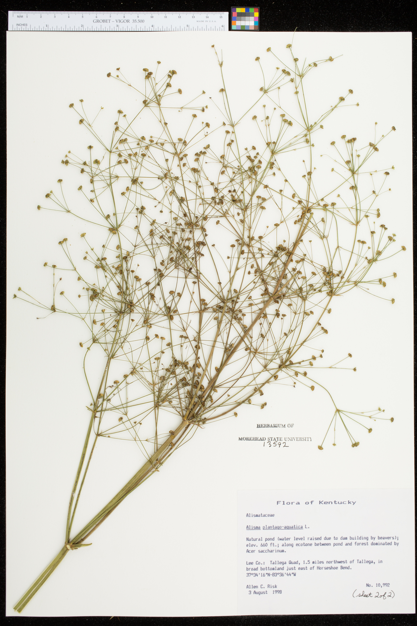 Alisma plantago-aquatica image