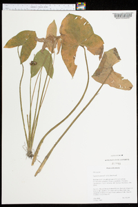 Sagittaria australis image