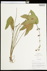 Sagittaria australis image