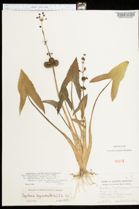 Sagittaria australis image