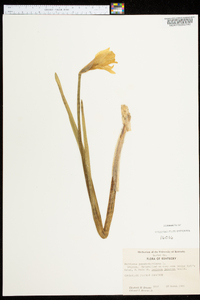 Narcissus pseudonarcissus image