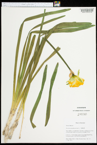 Narcissus pseudonarcissus image